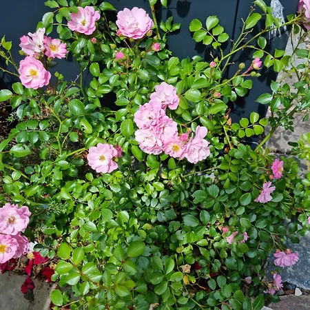 2 Ostsee-wellnesslandhaeuser Sauna, Dampfbad, Jacuzzi Villa Groß Schwansee