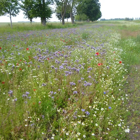 Villa 2 Ostsee-wellnesslandhaeuser Sauna, Dampfbad, Jacuzzi Groß Schwansee
