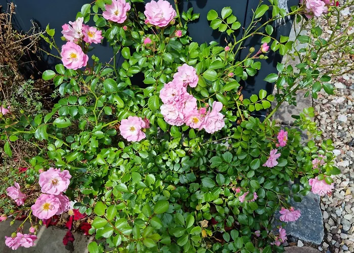 2 Ostsee-wellnesslandhaeuser Sauna, Dampfbad, Jacuzzi Villa Groß Schwansee