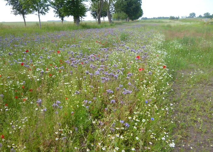 Villa 2 Ostsee-wellnesslandhaeuser Sauna, Dampfbad, Jacuzzi Groß Schwansee